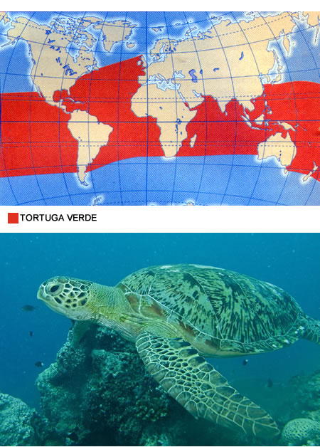 TORTUGA VERDE (Chelonia mydas)